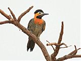 Campo Flicker